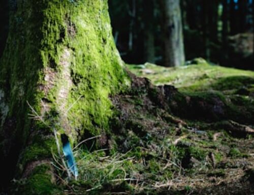 L’importance des micro-organismes dans le jardinage biologique