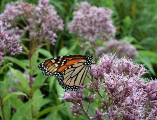 Comment attirer les pollinisateurs dans un jardin biologique